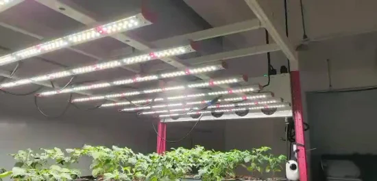 35/40W 전체 스펙트럼 조도 조절이 가능한 방수 LED는 거미 농부 온실 및 수직 농장을 위한 빛을 성장시킵니다